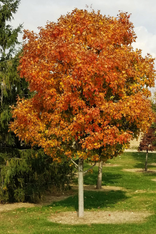 Trees at the Forest Green Trees nursery