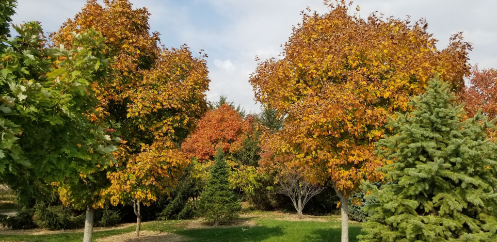 Tree nursery inventory