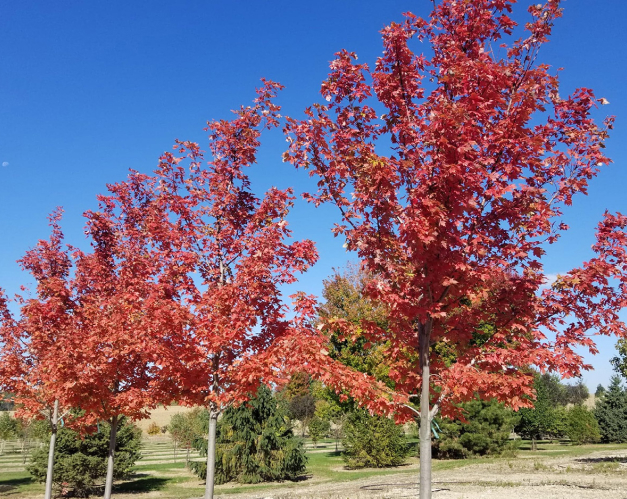 Locally grown trees at the nursery